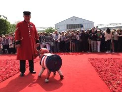 Alfie Union Jack Cooler 16 Alfie Union Jack Cooler -Garden Comfort Shop alfie union jack cooler chelsea xl 3