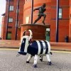 WBA Bruce The Bull Cooler -Garden Comfort Shop big dave at west bromwich albion 2018 3xl 1