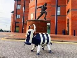 WBA Bruce The Bull Cooler