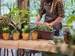 Cocopots Mini Heaven Planters (Set Of Four)