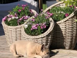 Fiji Flower Baskets -Garden Comfort Shop fijibasketsbi 1 xl