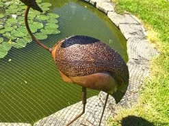 Flamingo Head Twist 14 Flamingo Head Twist -Garden Comfort Shop flamingo headtwist1