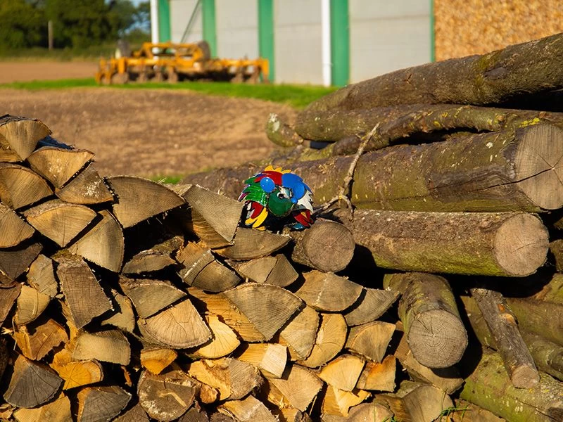 Harry The Hedgehog 6 Harry The Hedgehog - Image 4