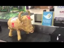 Bruce The Bull Cooler - England 19 Bruce The Bull Cooler - England -Garden Comfort Shop hqdefault 67 5