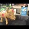 Bruce The Bull Cooler - Scotland 2 Bruce The Bull Cooler - Scotland -Garden Comfort Shop hqdefault 67 6