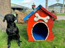 In The Dog House 11 In The Dog House -Garden Comfort Shop img 20220309 wa0004 xl 1