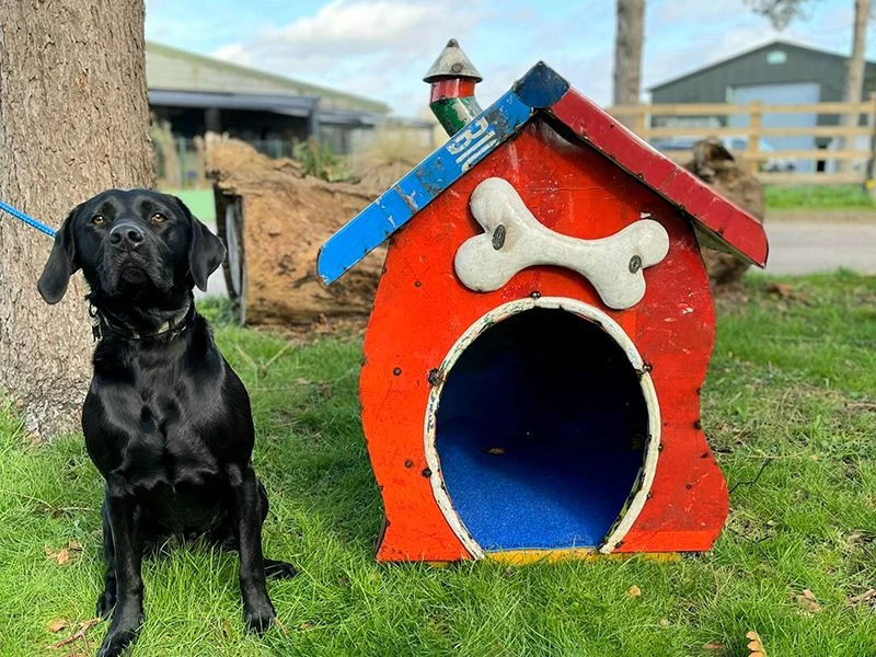 In The Dog House 5 In The Dog House - Image 3