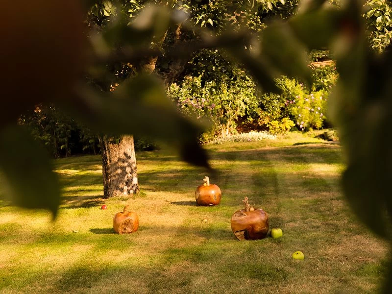 Apple Wooden Ornament 6 Apple Wooden Ornament - Image 4