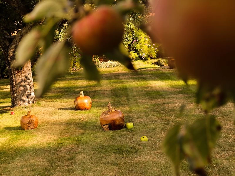 Apple Wooden Ornament 4 Apple Wooden Ornament - Image 2