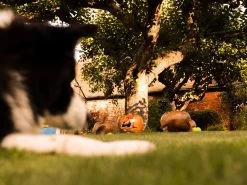 Apple Wooden Ornament 31 Apple Wooden Ornament -Garden Comfort Shop img 8277bi