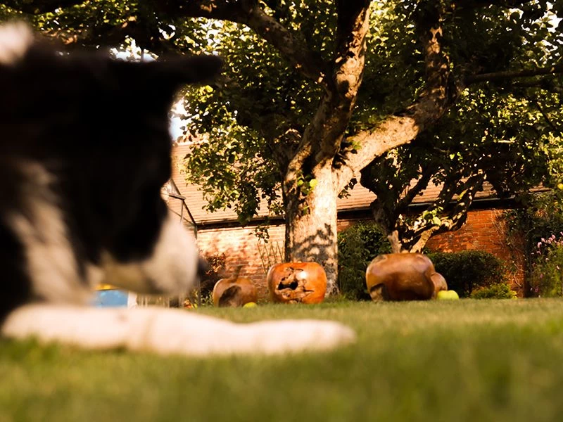 Apple Wooden Ornament 12 Apple Wooden Ornament - Image 10