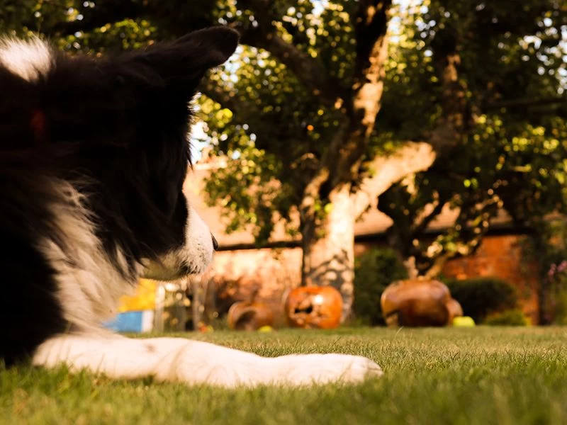 Apple Wooden Ornament 11 Apple Wooden Ornament - Image 9