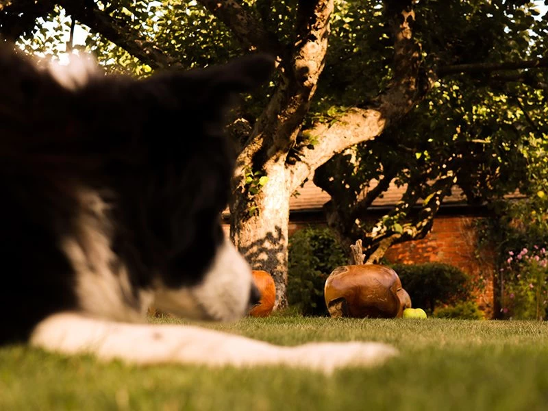 Apple Wooden Ornament 13 Apple Wooden Ornament - Image 11