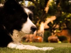 Apple Wooden Ornament 29 Apple Wooden Ornament -Garden Comfort Shop img 8285bi