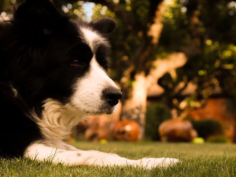 Apple Wooden Ornament 10 Apple Wooden Ornament - Image 8