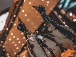 Penguin Peek Up Family -Garden Comfort Shop pengines of madigascar resized 7