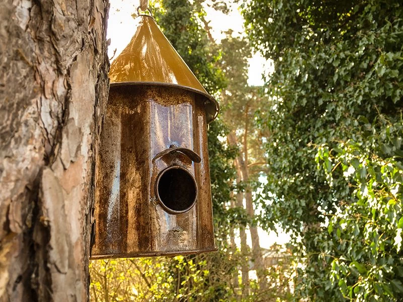 Bird Shanty 5 Bird Shanty - Image 3