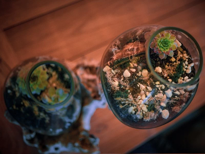 Teak Root Stand With Blown Glass Holder 5 Teak Root Stand With Blown Glass Holder - Image 3