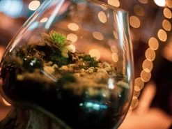 Teak Root Stand With Blown Glass Holder 25 Teak Root Stand With Blown Glass Holder -Garden Comfort Shop terrerium resized 7