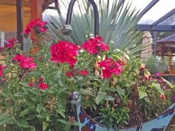 Singing In The Rain | Umbrella Stand -Garden Comfort Shop umbrella thinkoutside 14