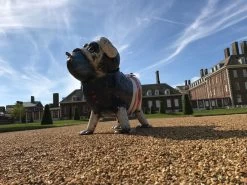 Winston The Bull Dog 15 Winston The Bull Dog -Garden Comfort Shop winston2